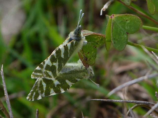 Green-striped White Butterfly